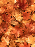 Carte Feuilles d'automne aquarelle