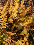 Carte fougères d'automne aquarelle