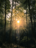 Carte Rayon de soleil entre les arbres aquarelle